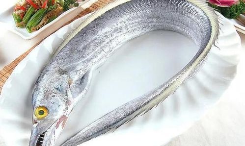 带鱼在哪个省份卖的比较好,中国最好的带鱼产自哪里?