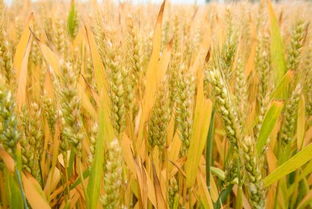 小麦施肥最佳时间是何时 要遵循哪些原则