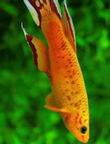 五彩琴尾鱼价格及图片 五彩琴尾鱼怎么养吃什么和记忆寿命 爱宠网 