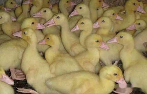 鸭子如何养殖,养殖技巧及日常管理注意事项,做好这些鸭子不易生病