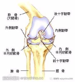 欢乐户外大讲堂第四期 半月板的功能,损伤病理和防治 