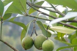 野果竹节子介绍