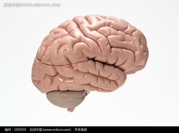 大脑结构模型侧面高清图片