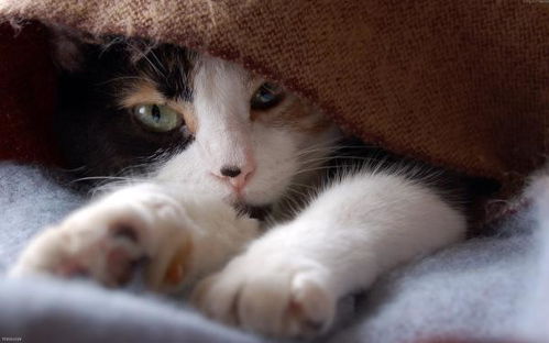 我要一张小猫的图片 大图 可做桌面的 一个猫咪 披着米色的毯子 图面没有其他杂色 