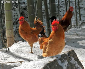 东北农村家庭散养鸡的越冬管理 鸡舍 