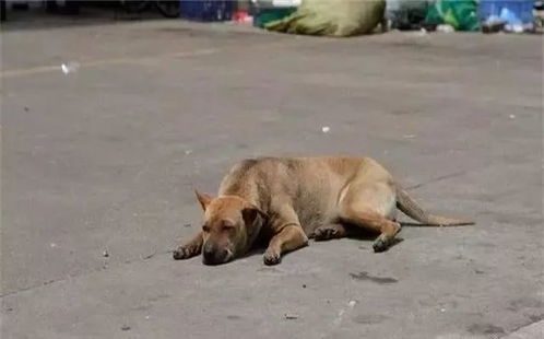 为养哈士奇要卖掉土狗,临别时土狗举动,感动买狗人