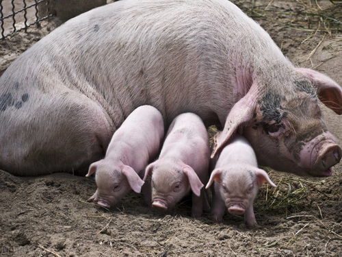 南商农科养猪小课堂 产房母猪饲养管理注意事项