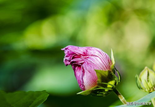 周红 芙蓉独占晚秋风 散文