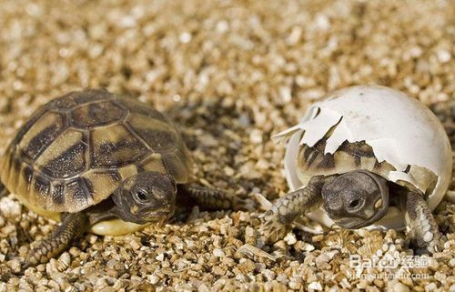 刚孵化的乌龟怎么养 怎么养好刚孵化的乌龟-图1