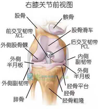 半月板在膝盖的位置图 