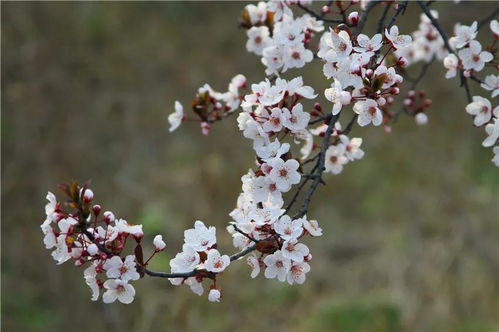 春暖花开日,美景入画来