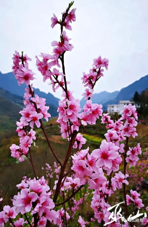 春季百花齐争艳是什么生肖(百花争艳最正确动物生肖)