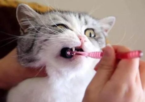 猫咪口臭是怎么回事 一文分析猫咪口臭的原因及核心解决办法