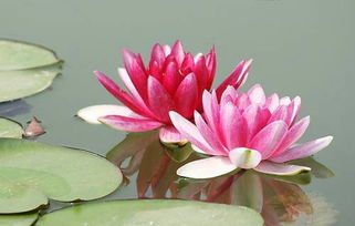 Lotus忘忧 lotus有特殊含义吗