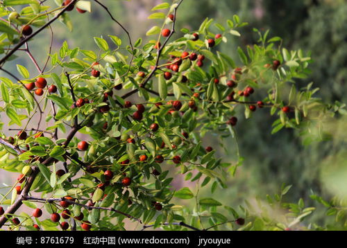 酸枣树上密集的酸枣高清图片下载 红动网 