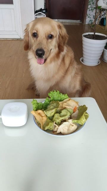 狗狗可以吃饺子吗 