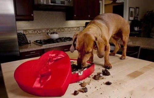 狗狗为什么不能吃巧克力 误食巧克力后该怎么办