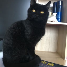 家里养了一只黑猫是一种什么样的体验 