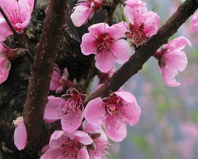 关于赞颂桃花的诗句有哪些