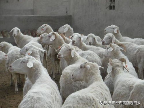 农村散户养羊有补贴吗,养殖户要了解一下,国家的补助标准是什么