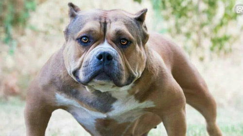 美国的这种恶霸狗,长相凶悍全身肌肉,却是脾气最好的犬类 