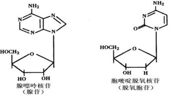 含氮碱基与脱氧核糖之间的化学键是什么键 