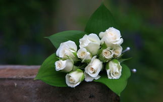 所有开白色花的图的名 白色花卉图片大全及花名