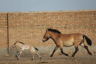 普氏野马进入繁殖高峰期 进入5月有4匹马驹出生