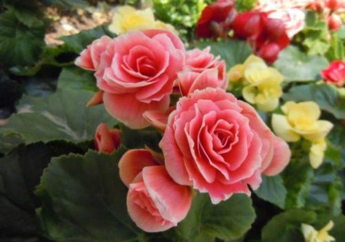 玫瑰海棠的寓意是什么？