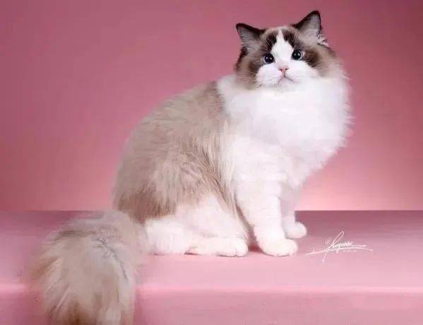 最受欢迎的高贵仙女喵 布偶猫,史上最全颜色和性格解读