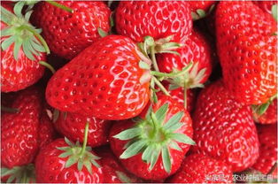 全球草莓市场报告出炉 中国仍为全球草莓主产国,食用量全球第一 