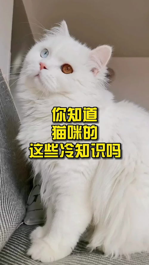 猫咪冷知识图(猫咪冷门小知识)