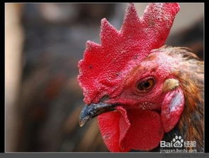 为什么鸡头不能吃 吃鸡头有毒吗