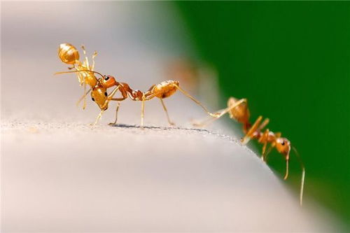 梦见成群的蚂蚁是什么意思梦到成群的蚂蚁好不好(梦见小蚂蚁成群是怎么回事)