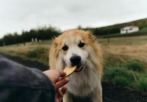 狗狗吃鸡胸肉好吗 当然好,不过喂食要注意一点