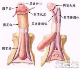 阴茎癌发现的早能不能治的好