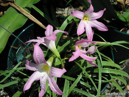 风雨兰自己会繁殖吗,风雨兰种球种下当年就开花吗？