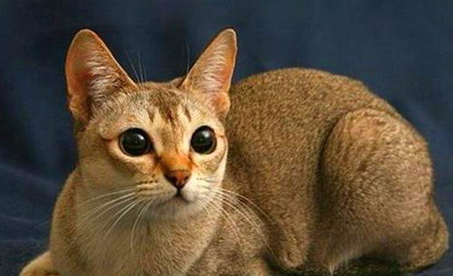 全球最萌10大猫咪 加菲猫第三,折耳猫上榜,第一是公认的