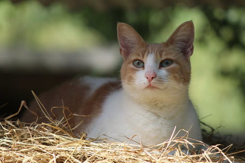 猫咪乳糖不耐症 不能喝牛奶 新手养猫实用手册之猫咪喝奶