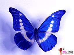 同问有蓝色蝴蝶的哪个吗 