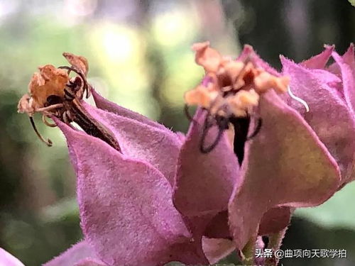 龙吐珠种子是裂开了摘下来的吗