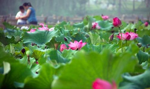 8月7日立秋,2020年立秋后天气还要热多长时间 看完心里有数了 