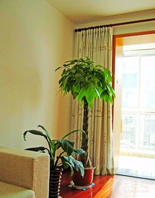 客厅绿植放什么好风水,俗话说：客厅见树、不富也发！8种吉祥树，客厅养一盆，大气吉利