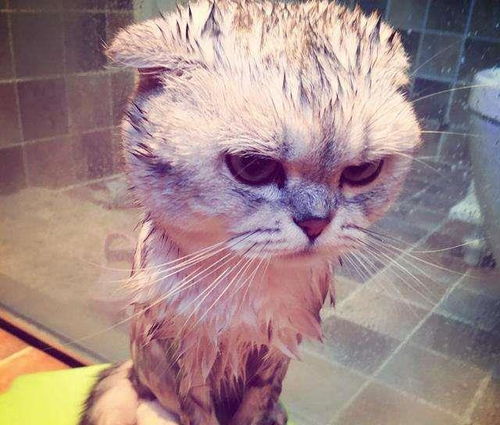 每次给我家猫洗澡,猫咪就像受了天大的委屈