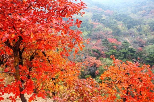 金秋十月醉美北京香山红叶 但香山的红叶却不是枫叶你知道吗