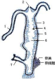 根据植物形态.结构.生理和生活习性的不同.将它们分为不同的类群.主要有 . . . . 青夏教育精英家教网 