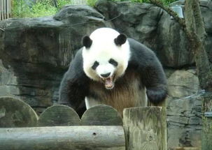 认为大熊猫萌的都知错了, 这厮发起疯来狼群都怕