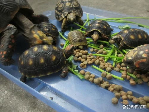 乌龟是根据体重大小来喂食的,5厘米乌龟一次吃几粒龟粮