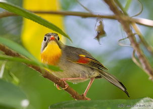 红嘴相思鸟 RED BILLED LEIOTHRIX 福建版 Fujian 