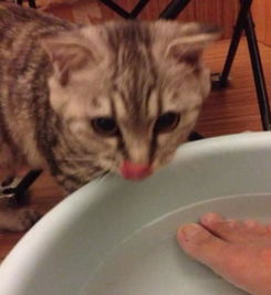 猫为什么喜欢偷喝人杯子里的水